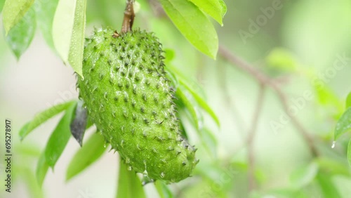Ripening exotic and tropical soursop fruit, fibrous and nutritious photo