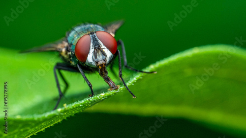 Red large-eyed flies on leaves