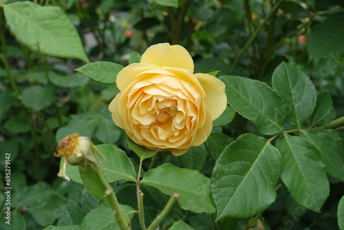 Fototapeta Naklejka Na Ścianę i Meble -  1 light amber yellow flower of rose in mid June