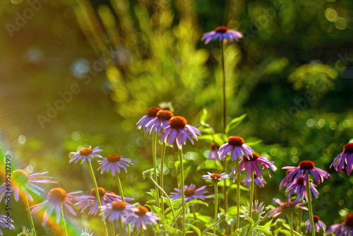 colorful flowers in the garden