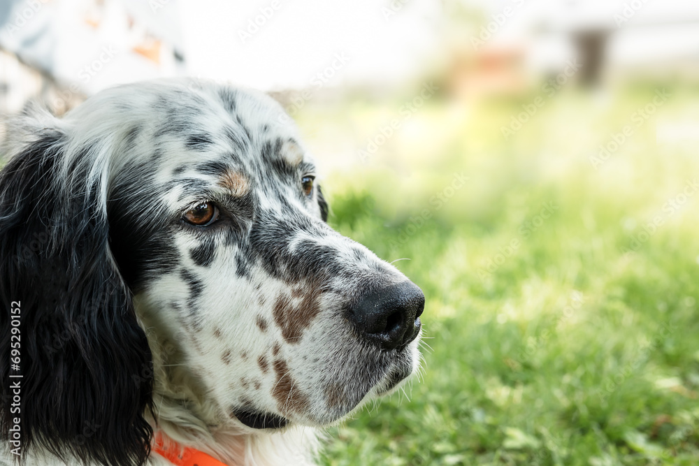English setter dog close-up with copy space English setter dog close-up with copy space