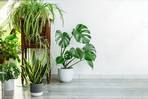 Indoor plants variety - sansevieria, monstera, chlorophytum in the room with light walls, indoor garden concept photo