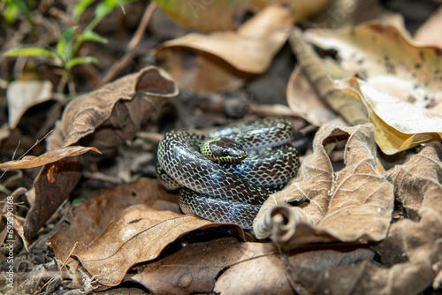 common wolf snake on forest ground