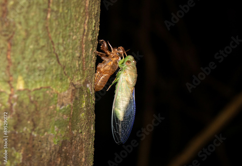 green cicada shedding shell, molting photo