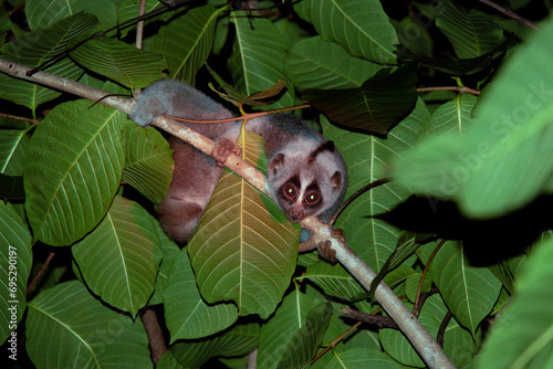 Bengal slow loris in the wild