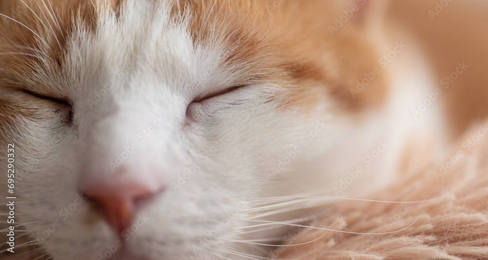 可愛い猫の寝顔　茶トラ白