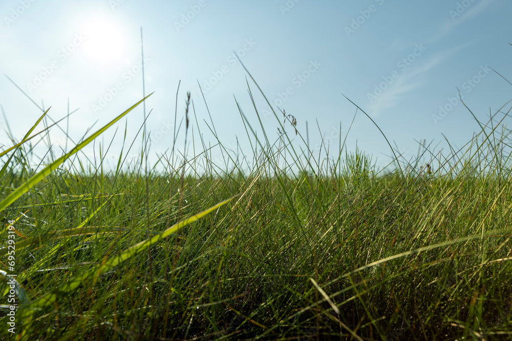 Fototapeta premium green grass illuminated by sunlight
