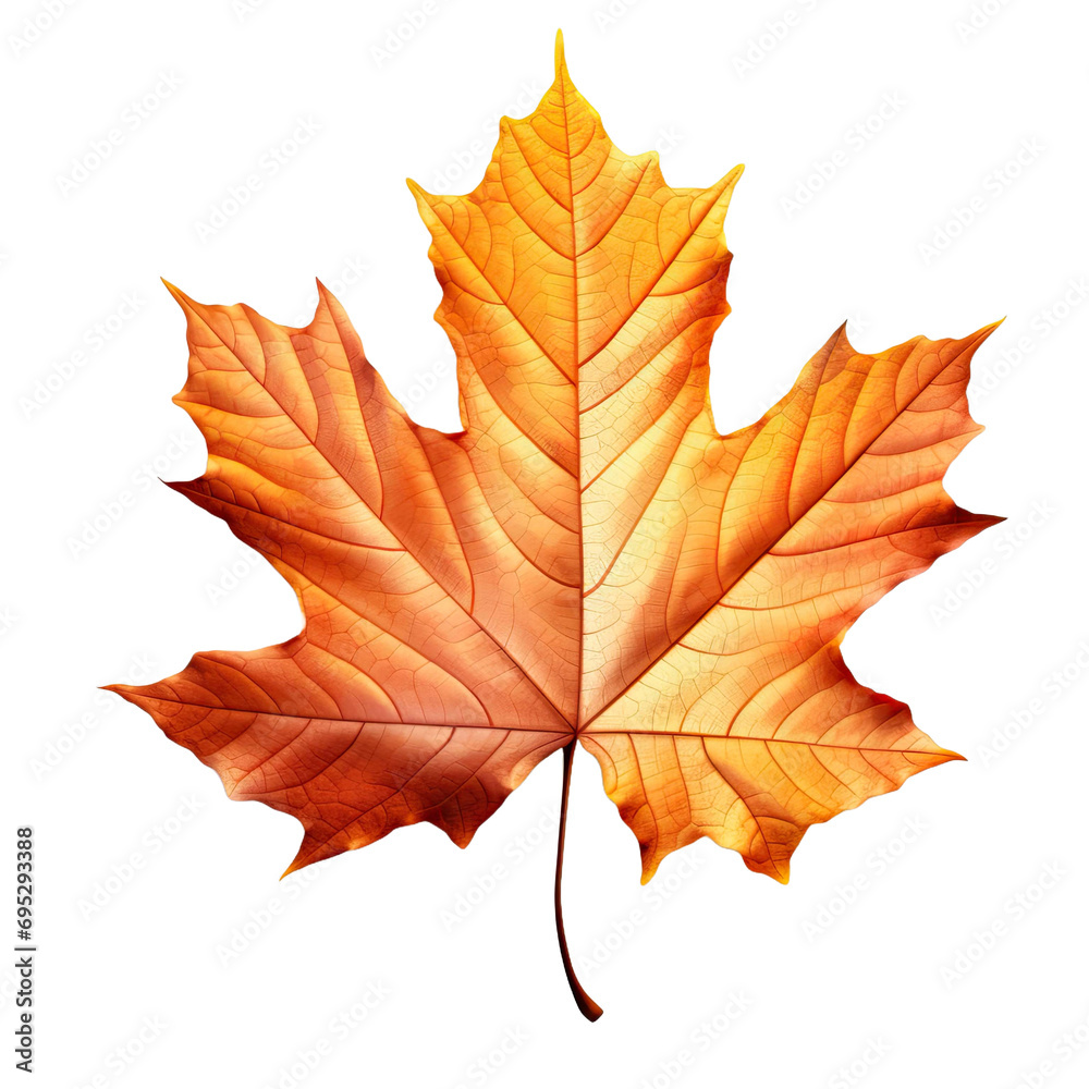 Autumn Leaf isolated on transparent background Autumn Leaf isolated on transparent background