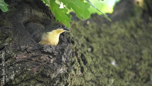 Greater honeyguide confidently looks around from nest hole in oak branch