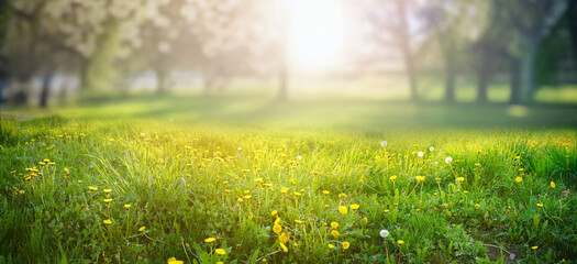 Beautiful spring natural background. Landscape with young lush green grass with blooming dandelions against the background of trees in the garden.