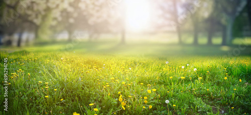 Fototapeta Naklejka Na Ścianę i Meble -  Beautiful spring natural background. Landscape with young lush green grass with blooming dandelions against the background of trees in the garden.