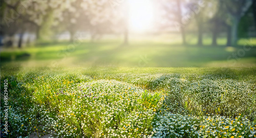 Fototapeta Naklejka Na Ścianę i Meble -  Beautiful spring natural landscape. Spring background image with blooming young lush grass in a clearing against a background of trees.
