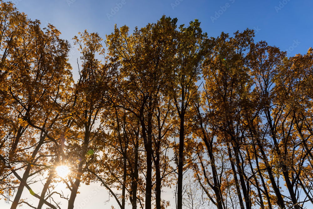 Fototapeta premium old huge oak with orange autumn foliage