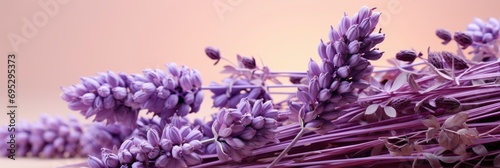 Dried Purple Lavender Blank White Photo   Banner Image For Website  Background  Desktop Wallpaper