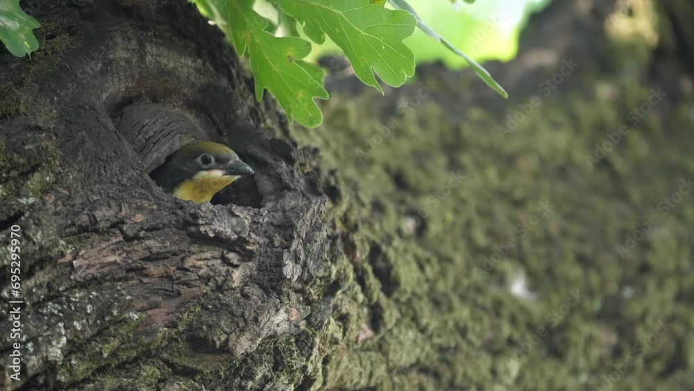 Greater honeyguide fledgling curiously peeps head out of nest hole in tree branch