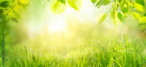 Beautiful natural spring summer widescreen background fram. Green young juicyyoung grass and leaning tree twigs backlit by soft sunlight.