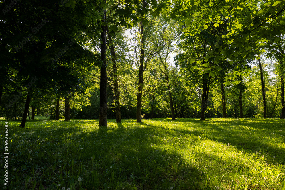 Naklejka premium deciduous trees with green foliage in spring, green foliage