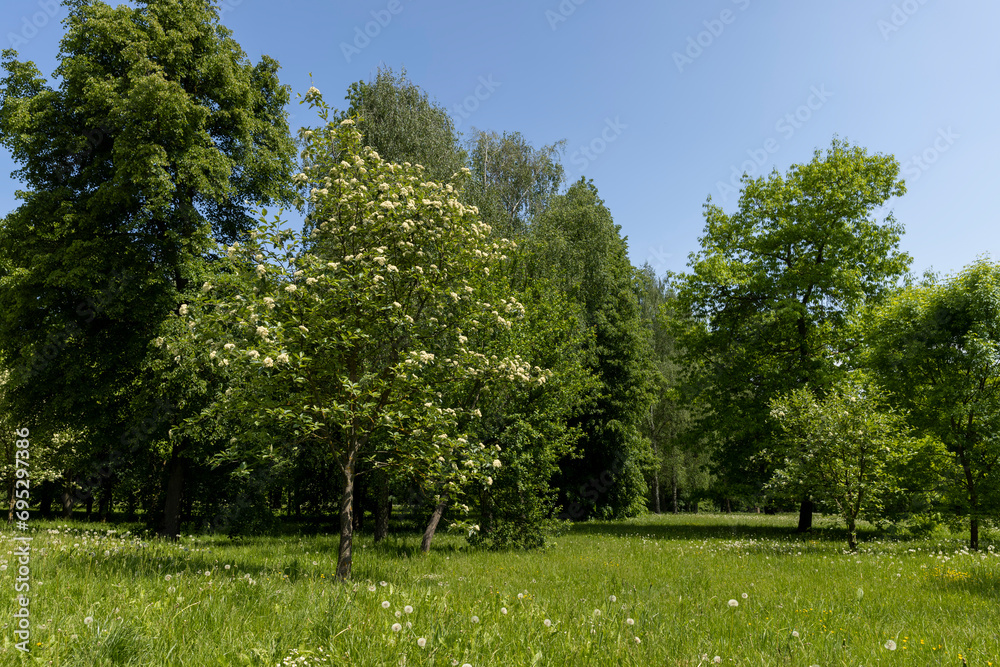 Fototapeta premium rowan flowers during flowering in spring park