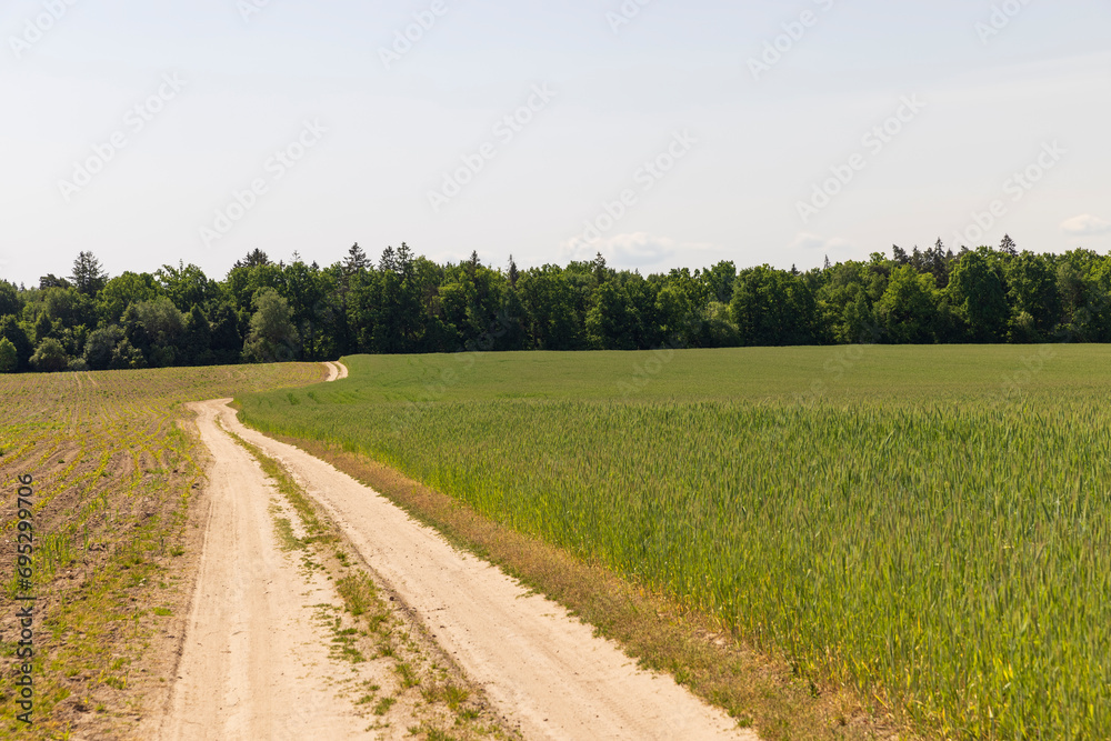 sandy road in the field in the summer