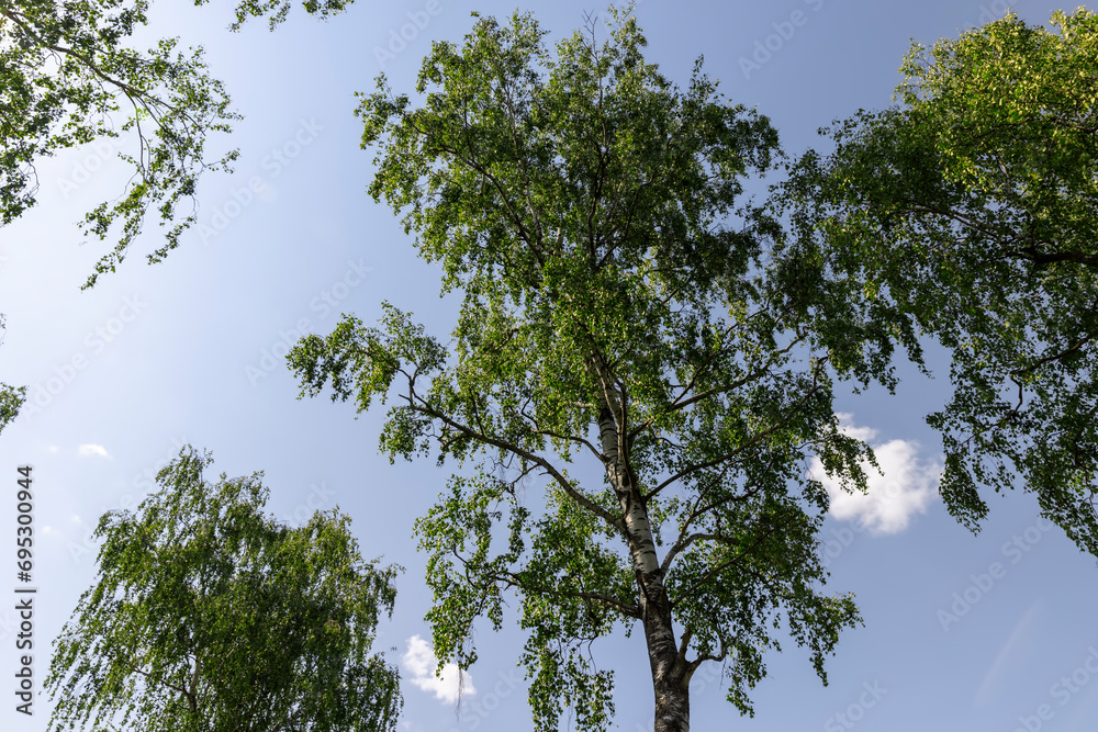 green foliage on birch trees in summer, sunny green foliage on birch trees in summer, sunny