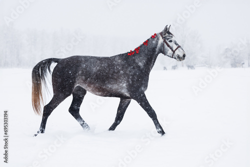 beautiful grey horse with red ribbons in mane trotting through the snow © otsphoto