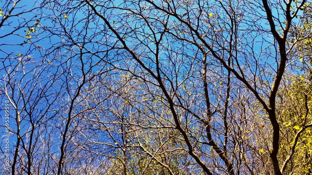 Low angle view of tree top waving slowly in the sunny day. Low angle view of tree top waving slowly in the sunny day.