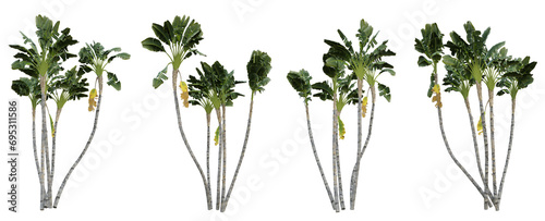 Strelitzia nicolai tropical tree on transparent background, banana plant, 3d render illustration.