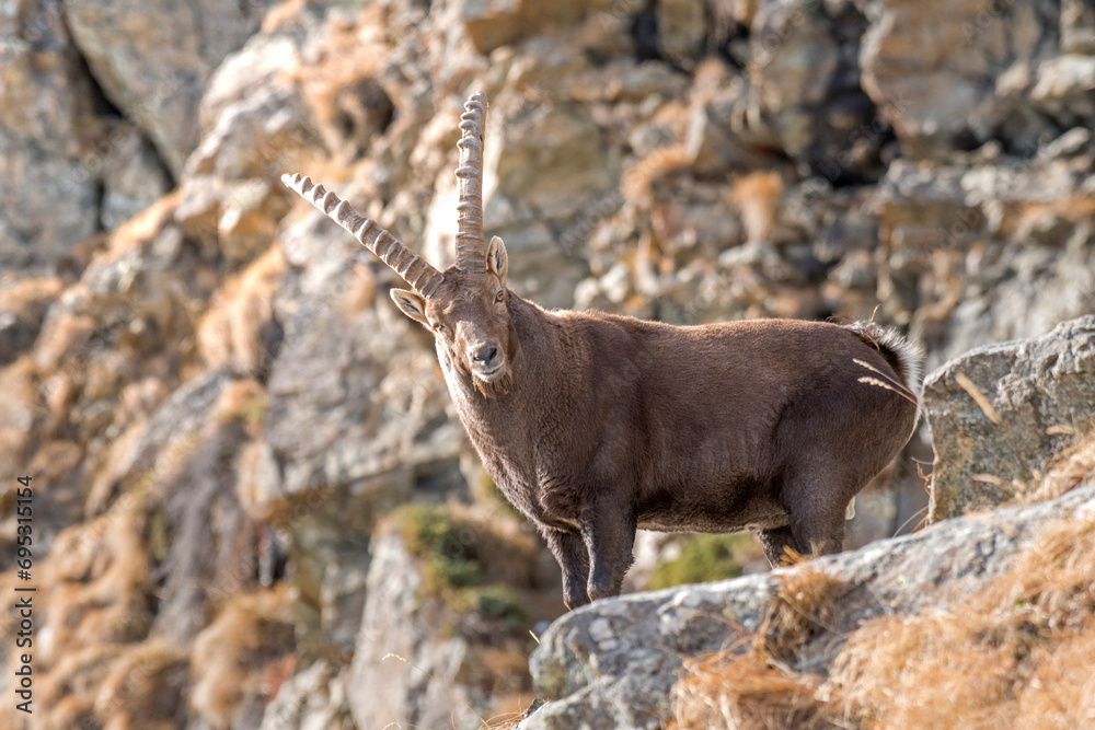 Huge male alpine ibex, Capra ibex, standing on rocks against rocky walls background, Italian Alps, Horizontal, December.