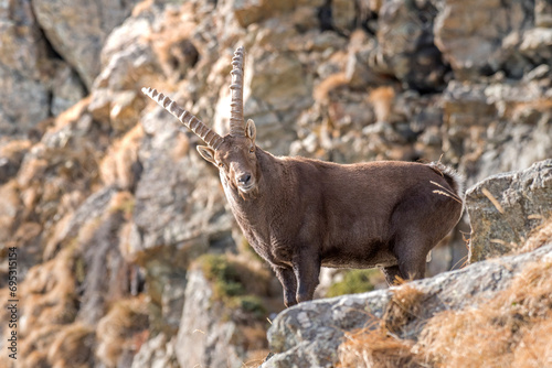 Obraz na płótnie Huge male alpine ibex, Capra ibex, standing on rocks against rocky walls background, Italian Alps, Horizontal, December. w salonie