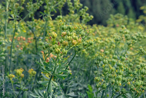 Seeds of Ruta graveolens. Aromatic flowers in rural garden. © Ga_Na