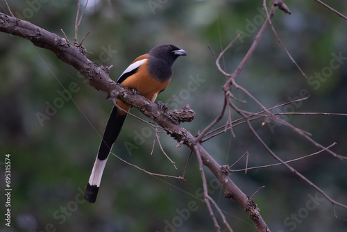 rufous treepie on a branch photo
