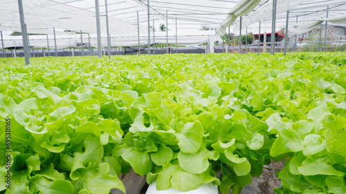 Garden Fresh Green Oak Lettuce. photo