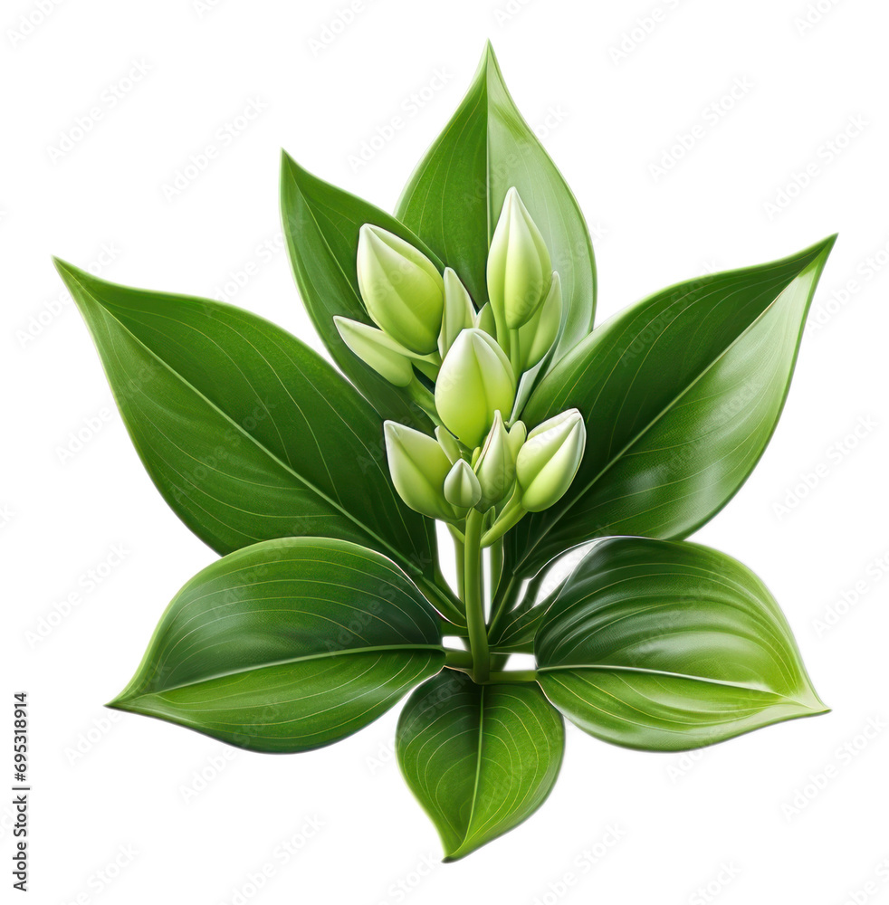 Green Tulip growth flower plant with leaves cutout on transparent background. Valentine's day-wedding. advertisement. product presentation. banner, poster, card, t shirt, sticker. Green Tulip growth flower plant with leaves cutout on transparent background. Valentine's day-wedding. advertisement. product presentation. banner, poster, card, t shirt, sticker.