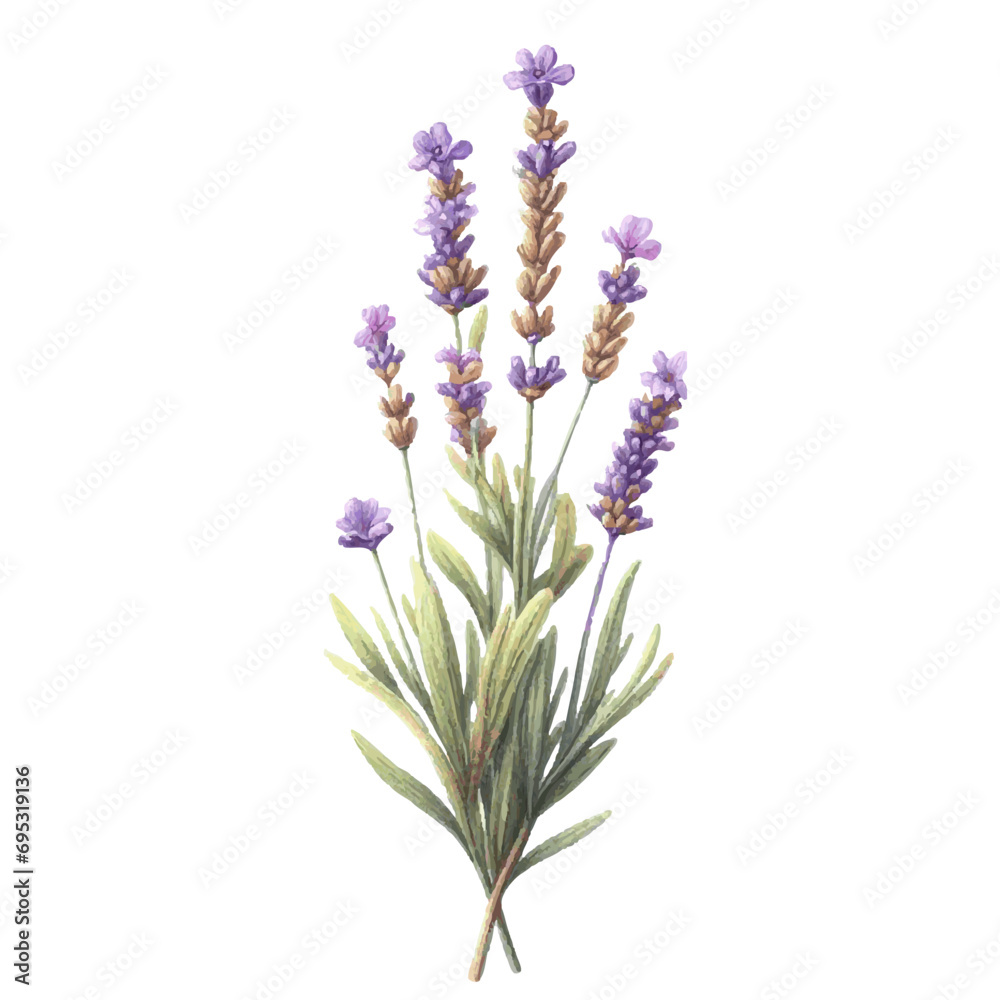 Naklejka premium lavender flower plant with leaves watercolor paint on white for greeting card wedding design