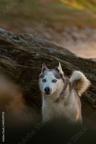 Φωτογραφία Plage rocailleuse, husky en premier plan, rocher en arrière-plan, effet de flou