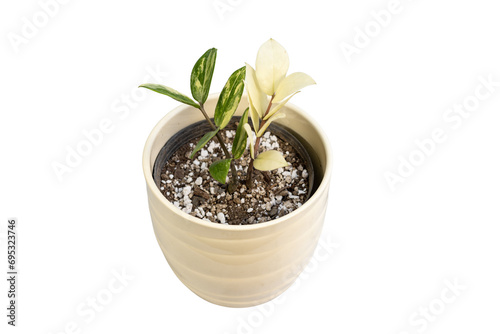 variegated zamioculcas zamiifolia plant in a ceramic pot 