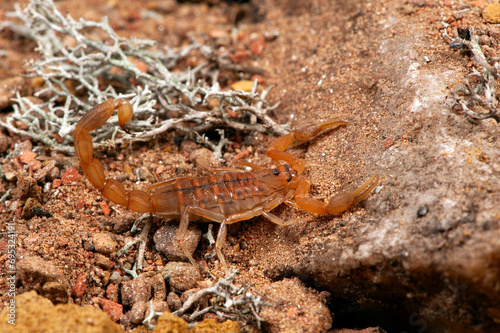 Afrikanischer Dickschwanz-Skorpion // Common Lesser-Thicktail Scorpion (Uroplectes carinatus) photo