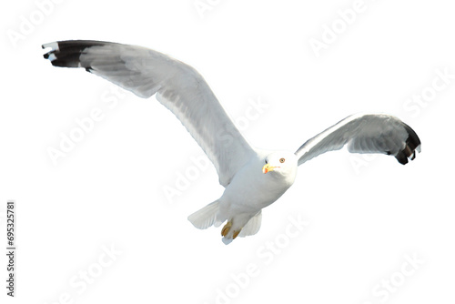 Seagull in flight isolated on a transparent background.