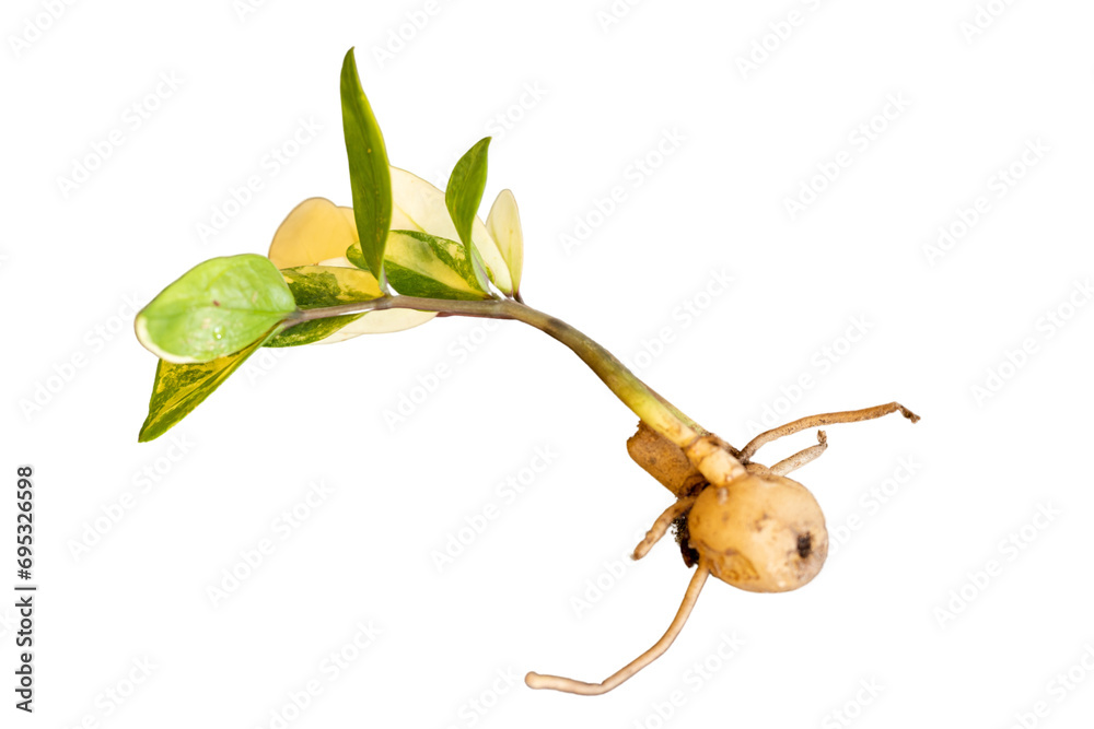 custom made wallpaper toronto digitalvariegated zz plant mushy rhizome closeup