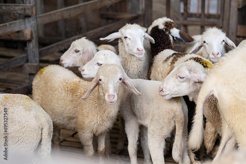 Fototapeta Naklejka Na Ścianę i Meble -  Flock of sheep in stable at livestock farm.