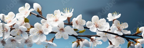 Banner Spring White Flowers Buds , Banner Image For Website, Background, Desktop Wallpaper