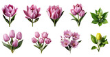 Set of Pink Tulips flower plant with leaves#02 cutout on transparent background. Valentine's day-wedding. advertisement. product presentation. banner, poster, card, t shirt, sticker.