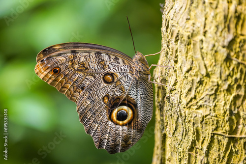 Banana butterfly, owl butterfly, Caligo eurilochus. Insect close-up. 