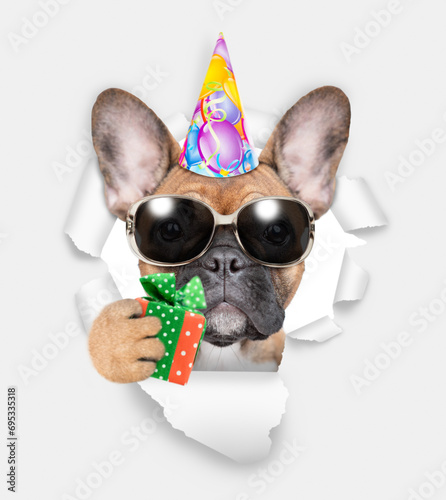 French bulldog puppy wearing sunglasses and party cap looking through the hole in white paper and holds tiny gift box © Ermolaev Alexandr