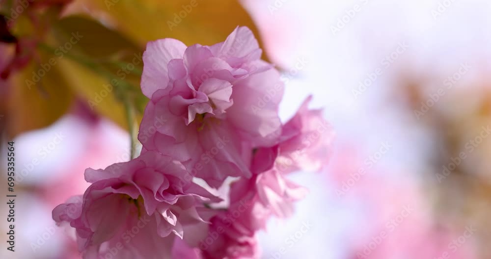 Slow motion video of sakura pink blossom spring In the park Slow motion video of sakura pink blossom spring In the park