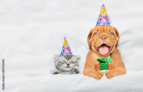 Happy Mastiff puppy and kitten wearing birthday caps lying together under white warm blanket on a bed at home. Top down view. Empty space for text