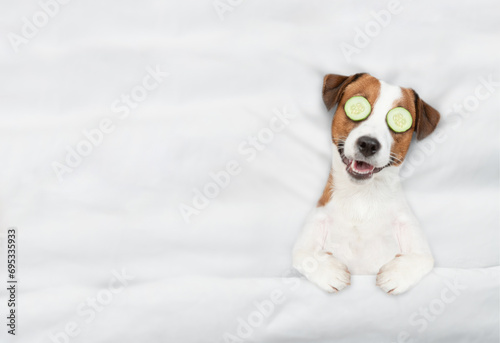 Funny jack russell terrier puppy with a piece of cucumber on it eyes relaxing on the bed at home. Top down view. Empty space for text
