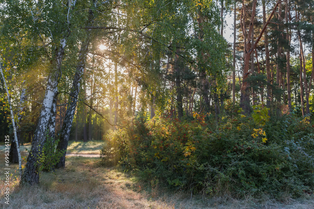 Obraz premium Autumn park with birches group and bushes on foreground backlit