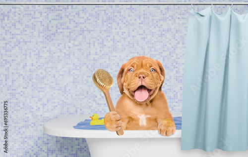 Happy Mastiff puppy takes the bath at home and holds shower brush. Empty space for text
