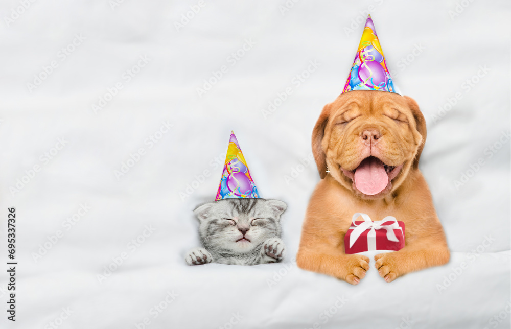 Funny Mastiff puppy and kitten wearing birthday caps sleep together with gift box under white warm blanket on a bed at home. Top down view. Empty space for text